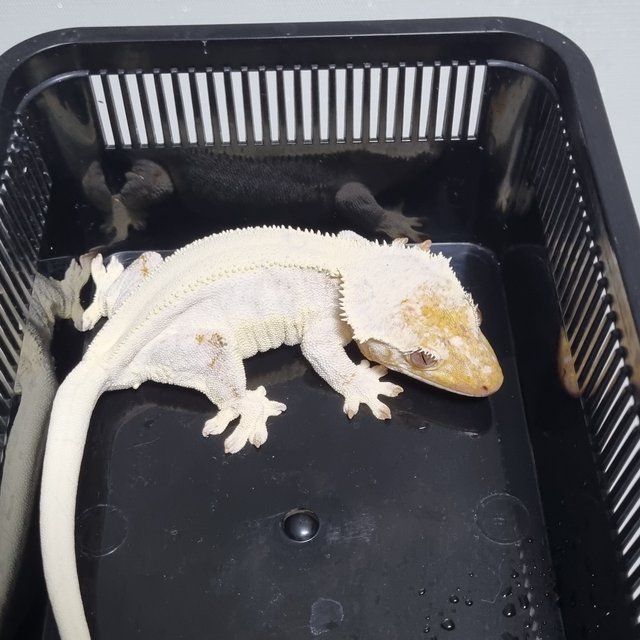 릴리화이트 솔리드백 풀핀 화이트 드리피