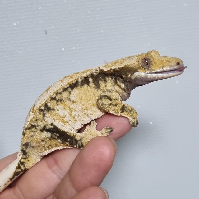 노멀 드리피