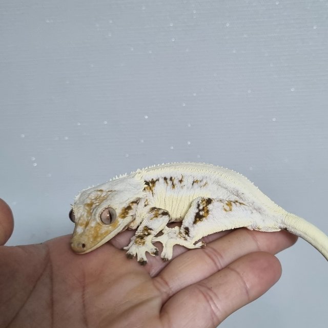 릴리화이트 솔리드백 풀핀 드리피 화이트