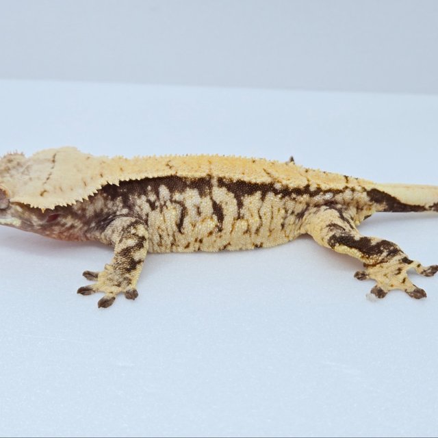 노멀 드리피 화이트스팟