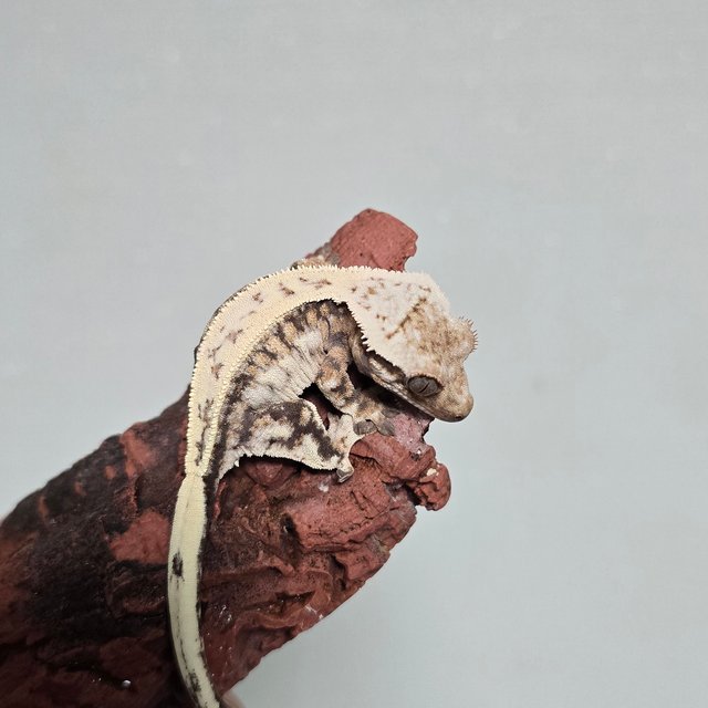 풀핀 쿼드 세이블 드리피 화이트스팟 화이트