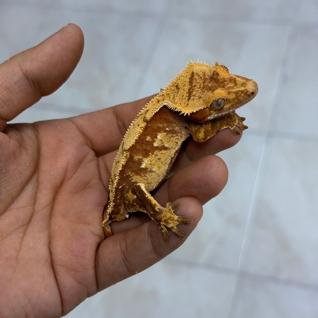 100%헷아잔틱 드리피