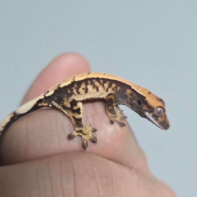 100%헷아잔틱 세이블