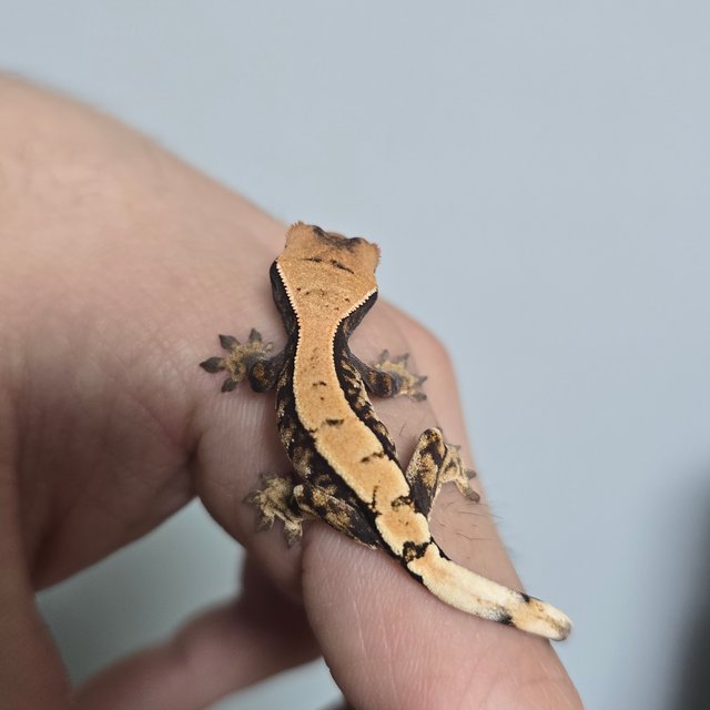 100%헷아잔틱 세이블