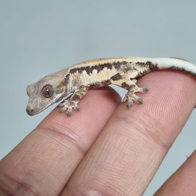 100%헷아잔틱 릴리 세이블