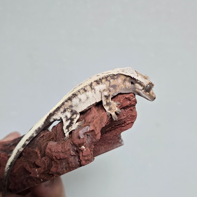 풀핀 쿼드 세이블 드리피 화이트스팟 화이트