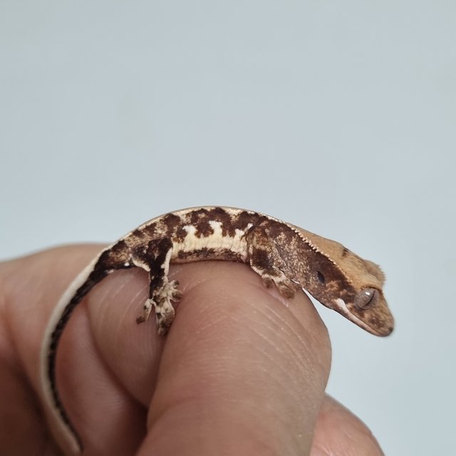 릴리100%헷아잔틱