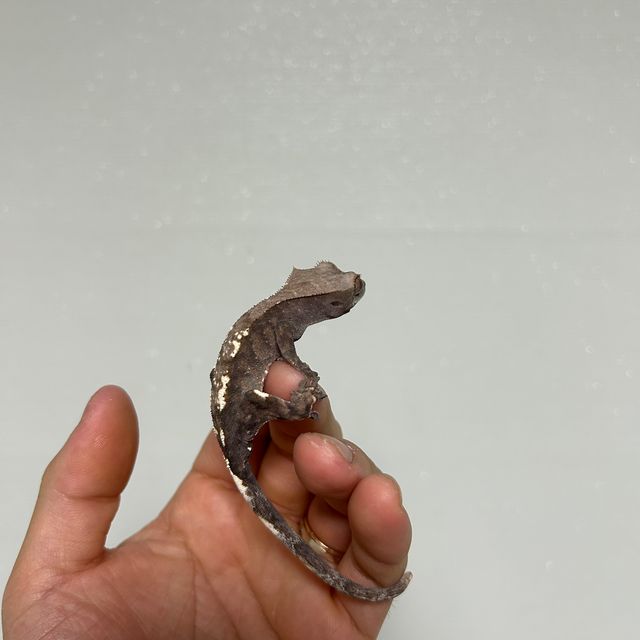 카푸치노