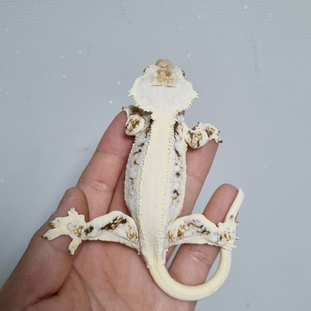 릴리화이트 솔리드백 풀핀 드리피 화이트