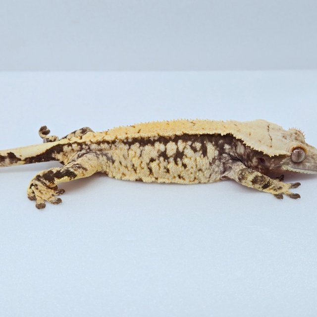 노멀 드리피 화이트스팟