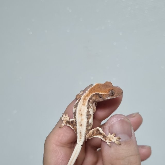 100%헷아잔틱 릴리 세이블