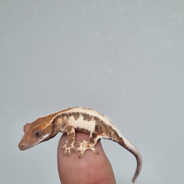 100%헷아잔틱 릴리 세이블