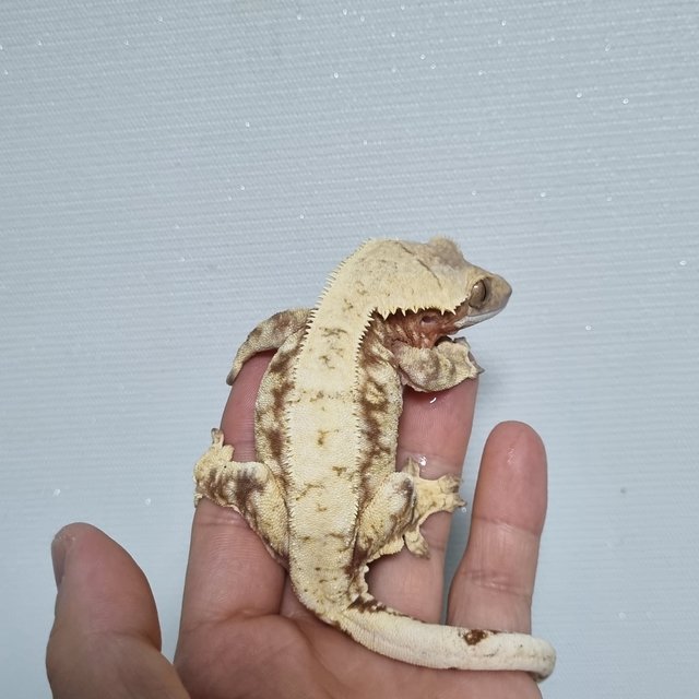노멀 레드