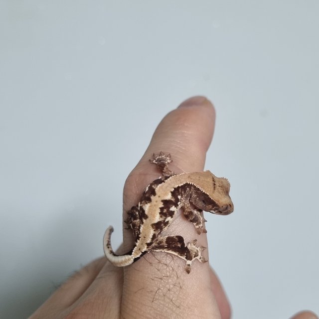 릴리100%헷아잔틱