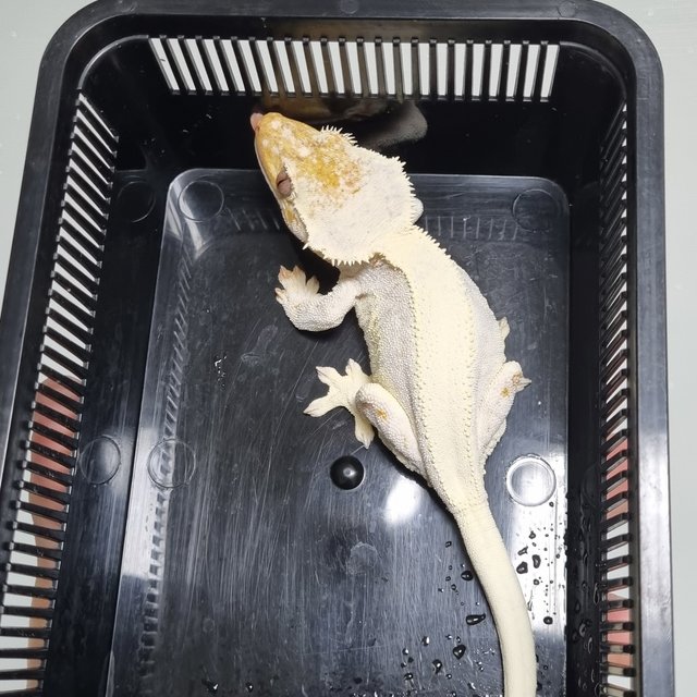 릴리화이트 솔리드백 풀핀 화이트 드리피