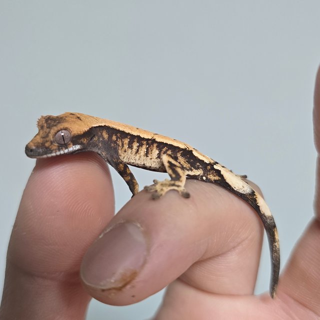 100%헷아잔틱 세이블