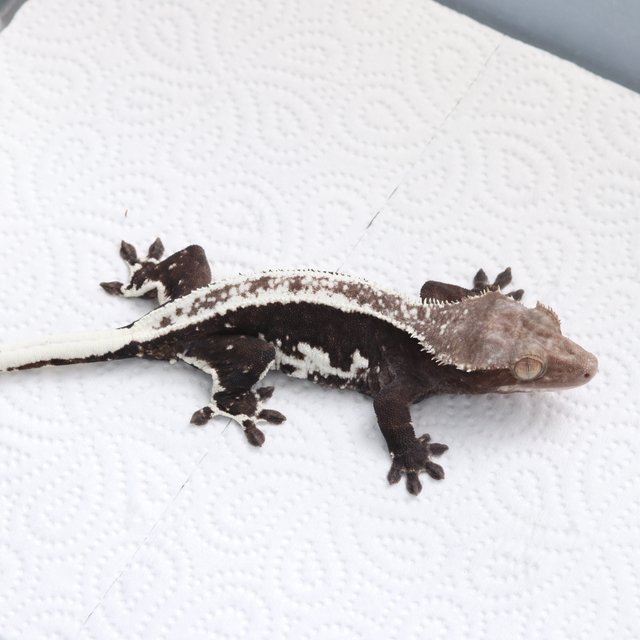 릴잔틱 화이트핀 화이트 블랙 다크