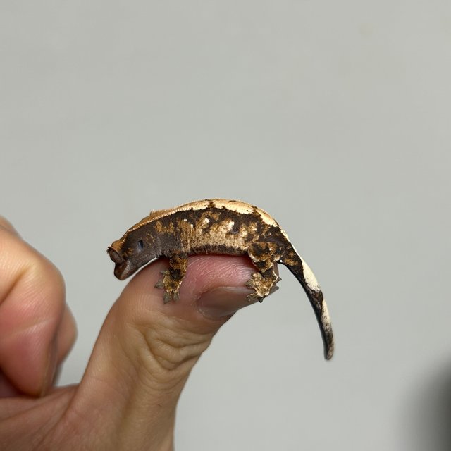 세이블 드리피 화이트스팟