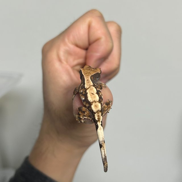 세이블 드리피 화이트스팟