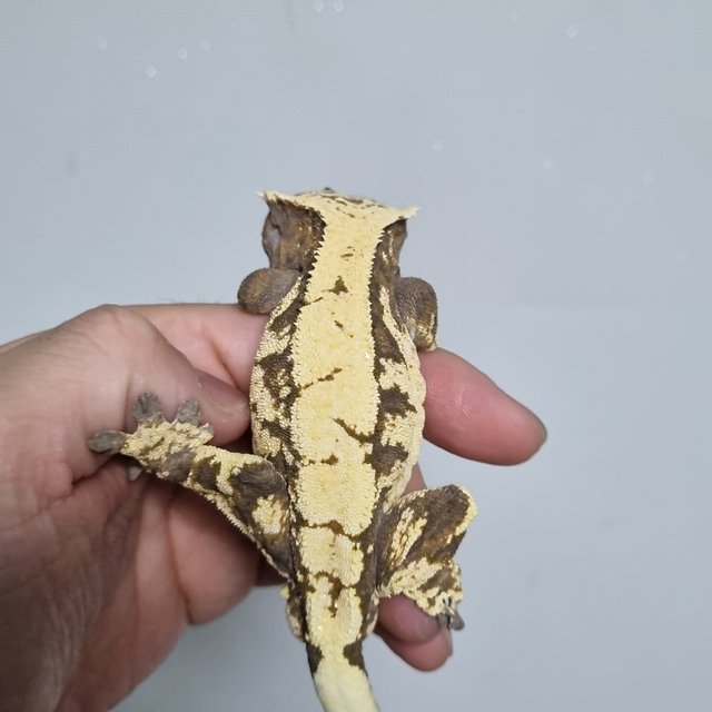 세이블