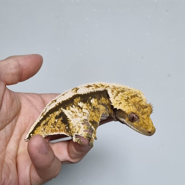 노멀 트라이 익스트림할리퀸 쿼드