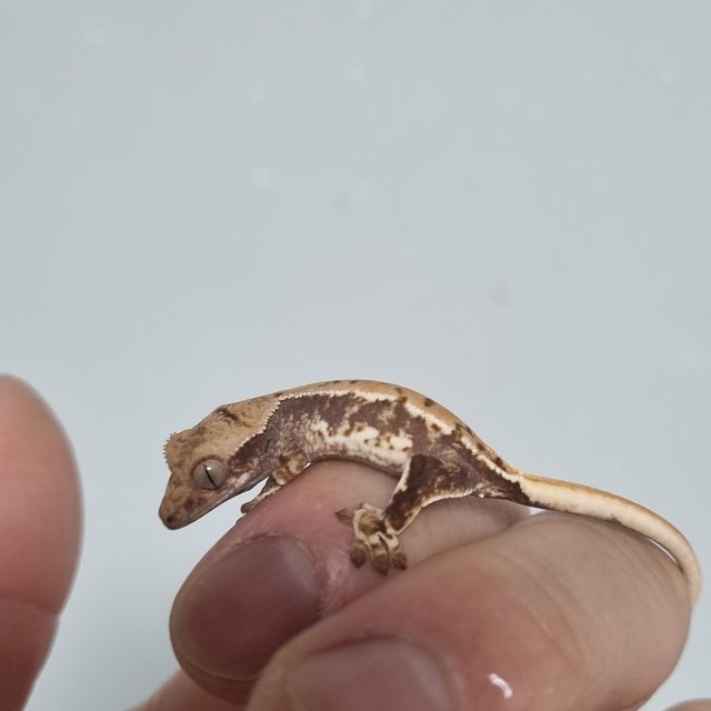 릴리100%헷아잔틱