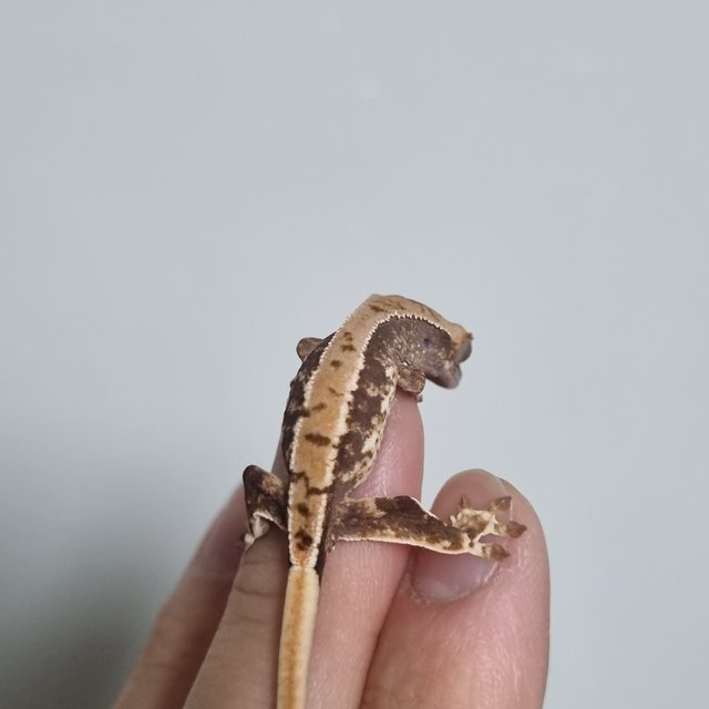 릴리100%헷아잔틱