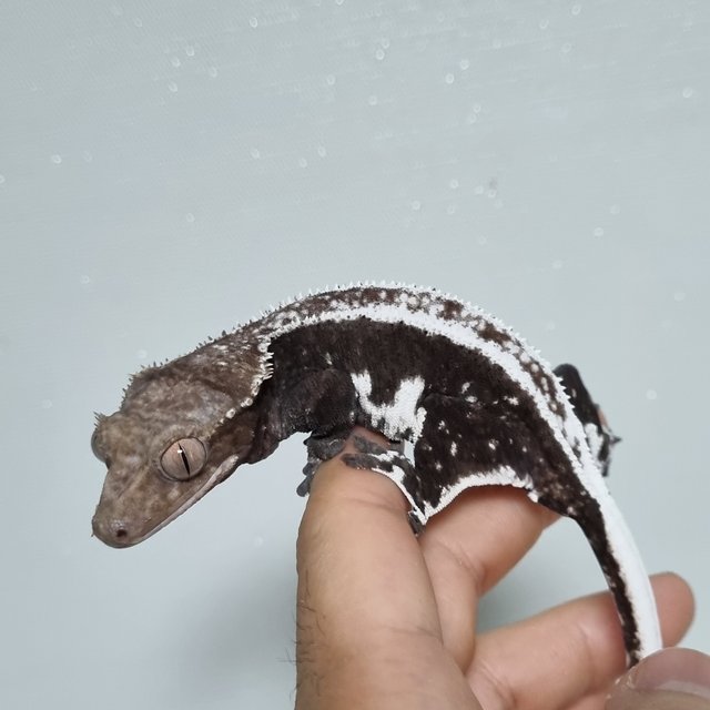 릴잔틱