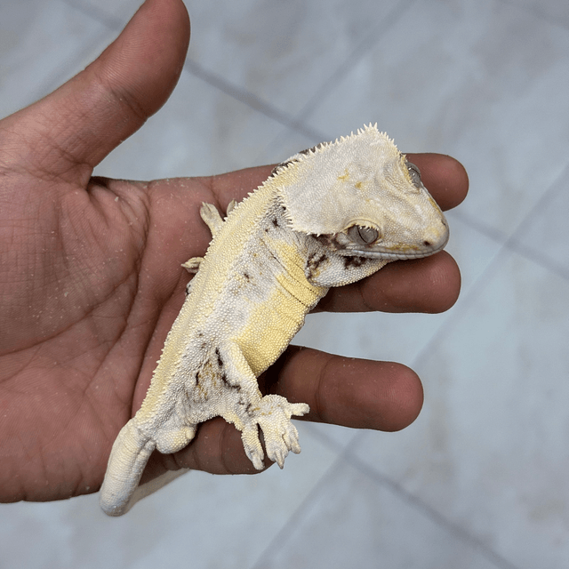 솔리드백 릴리화이트 풀핀 쿼드