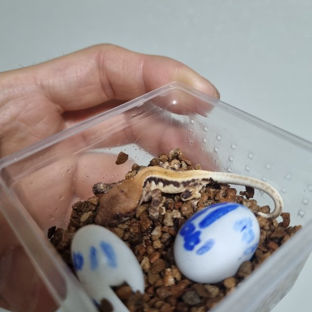 100%헷아잔틱 릴리 세이블