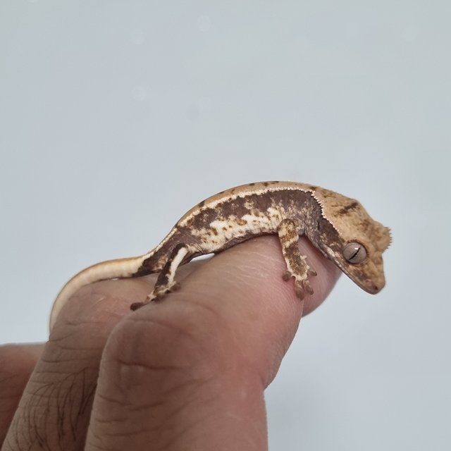 릴리100%헷아잔틱