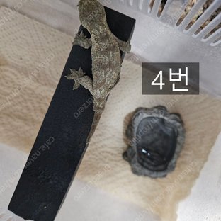 노멀