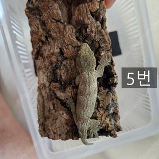 노멀