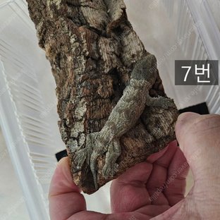 노멀