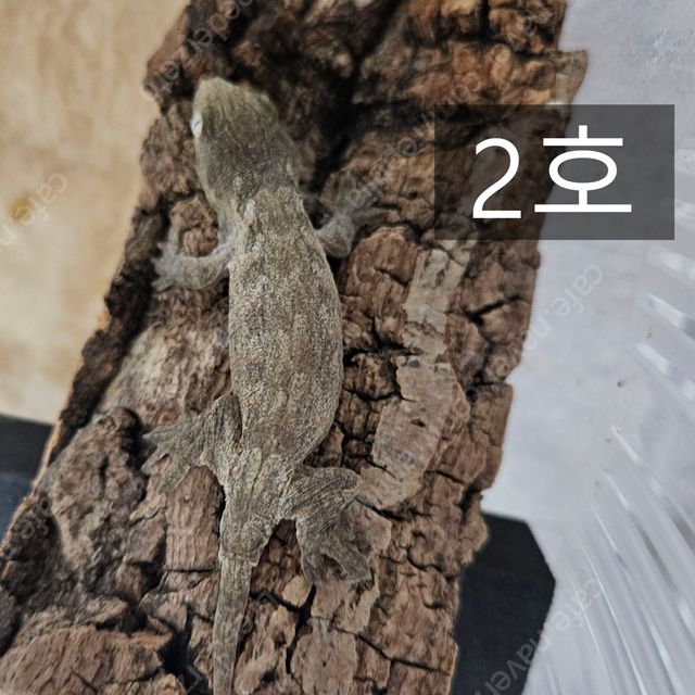 노멀