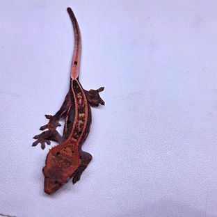 노멀 엠티백 풀핀 쿼드