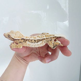 핀스트라이프 쿼드 풀핀 드리피