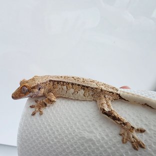 풀핀 쿼드 드리피 트라이