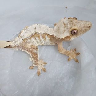 노멀 드리피 크림시클