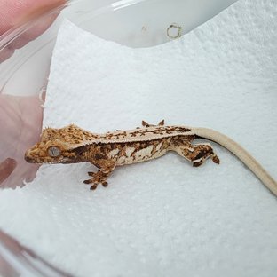 핀스트라이프 쿼드 드리피 트라이