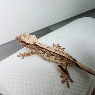 쿼드 풀핀 트라이