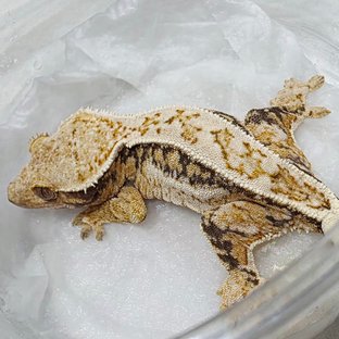 핀스트라이프 쿼드 풀핀 드리피