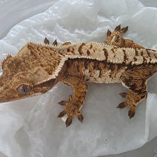 화이트핀 트라이