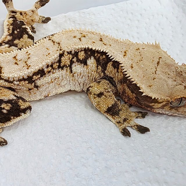 노멀 드리피 트라이 쿼드