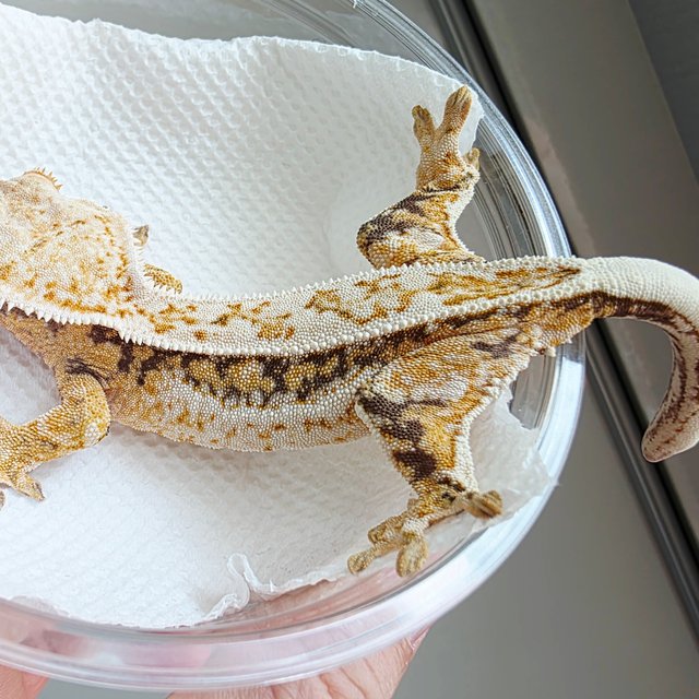 핀스트라이프 드리피 트라이