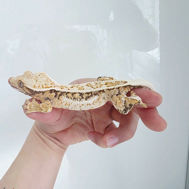 핀스트라이프 쿼드 풀핀 드리피