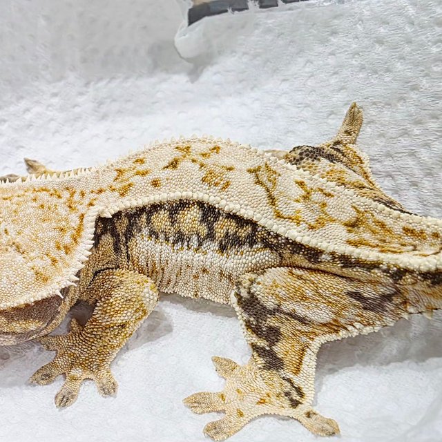 핀스트라이프 쿼드 풀핀 드리피