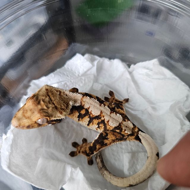 트라이