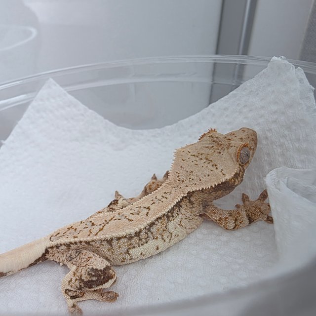 풀핀 쿼드 드리피 트라이