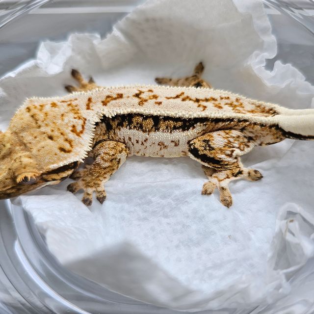 핀스트라이프 드리피 쿼드 풀핀